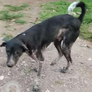 A Black and White Indie Dog Missing from Pune