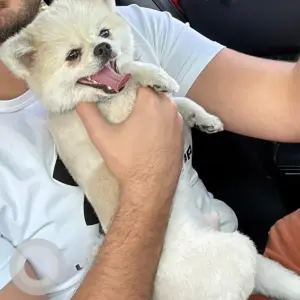 A White Pomeranian Dog Found from Mirdif area