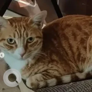 A Black and Brown Indie Cat Missing from Babusapalaya-2