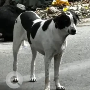 A Black and White Indie Dog Missing from Anna Nagar, 4th main road, V block
