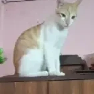 A White-Brown Mix Ginger Cat Missing from Bhasymnagar, Srirampuram