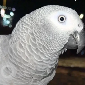 A Grey african parrot Bird Missing from Jumeirah Area