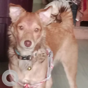A White-Brown Mix Indie Dog Missing from Sector 55, A1 block