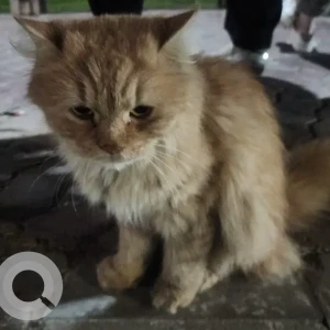 A White-Brown Mix Maine Coon Cat Found from Al-Pistakia Restaurant, Ajman