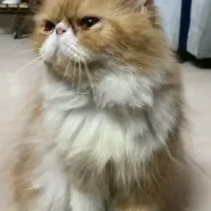 A White-Brown Mix Persian Cat Missing from Mansarovar Raja, Valasaravakkam