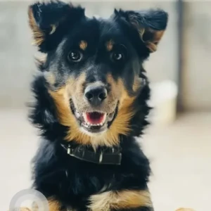 A Black and Brown Mix Dog Missing from Chobhar, Kirtipur