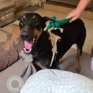 A Black and Brown Doberman Dog Found from Ashoka park