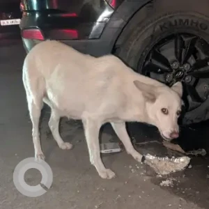 A White Pomeranian-Indie mix Dog Missing from New Delhi-2