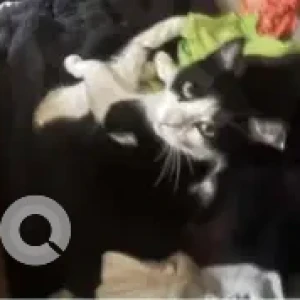 A Black and White Domestic short hair Cat Missing from 93 Eaton street-2