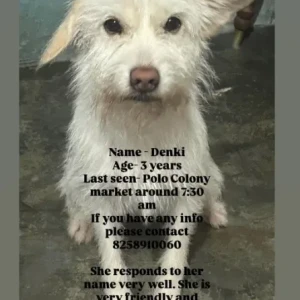 A White Pomeranian Dog Missing from Polo Colony market-2