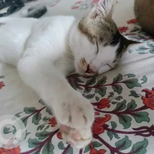 A Black and White Indie Cat Missing from Khaliamari, Dibrugarh