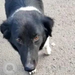 A Black and White Indie Dog Missing from Pune