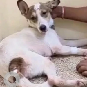 A White-Brown Mix Indie Dog Missing from Greater Kailash, New Delhi