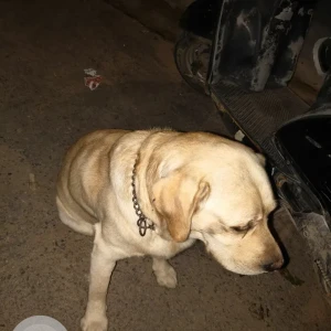 A White-Brown Mix Labrador Dog Found from New Chandigarh-2