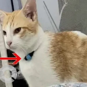 A White-Brown Mix Indie Cat Missing from Helipad Road & Veterinary Naharlagun