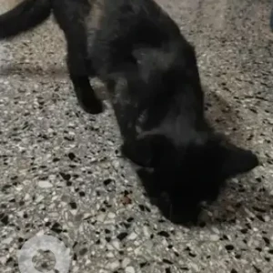 A Black Indie Cat Found from Dakshin Tindi Jayanagar, Near California burrito-2