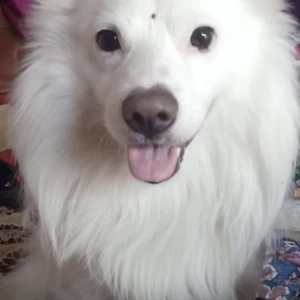 A White Pomeranian Dog Missing from Moula Ali, Vasanth Vihar colony