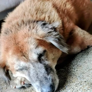 A White-Brown Mix Indie Dog Missing from Kandivali West, Mumbai-2