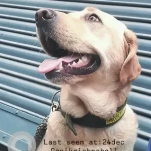 A Light Brown Labrador Dog Missing from Gopikrishna (Chabahil)