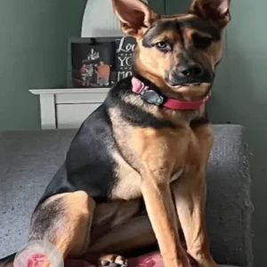 A Black and Brown German Shepherd Mix Dog Missing from Colony Place – Walmart