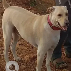 A Light Brown Indie Dog Missing from Moshi Pradhikaran