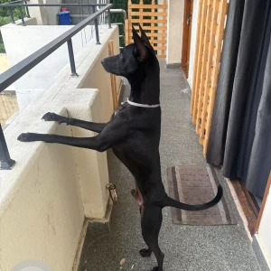 A Black Indie Dog Missing from West K.K.Nagar-2