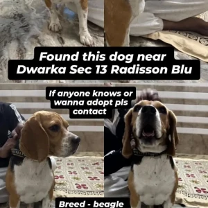 A White-Brown Mix Beagle Dog Found from Dwarka Sec 13 Radisson Blu