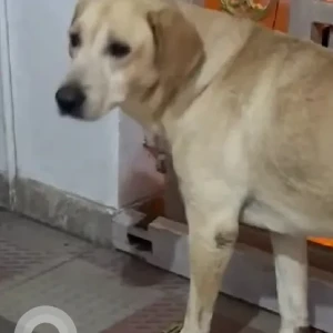 A White-Brown Mix Indie Dog Found from Rajarajeshwari Nagar, Bengaluru