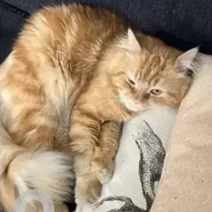 A Orange Persian Cat Missing from Madiwala, Btm-2