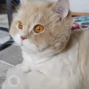 A White-Brown Mix Persian Cat Missing from 102A, 17D street, Mirdiff..(Near Mirdiff Park)-2