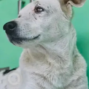 A White Indie Dog Missing from Bhosari, Pune-3