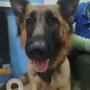 A Black and Brown German Shepherd Dog Found from Nelurahalli
