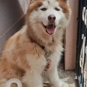 A White-Brown Mix Husky Dog Found from Vijaynagar, Marenahalli