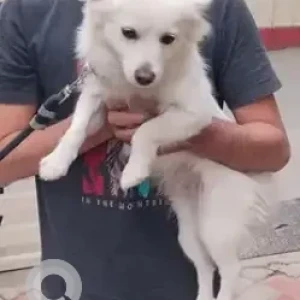 A White Pomeranian Dog Missing from Gottigere