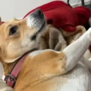 A White-Brown Mix Indie Dog Missing from Vrindavan Colony, Lucknow-2