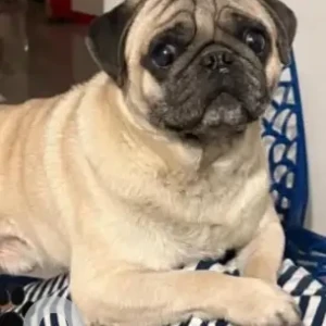A White Pug Dog Missing from Sri Vinayaka Residency