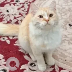 A White-Brown Mix Domestic Longhair Cat Missing from Al rawdah, Al ain