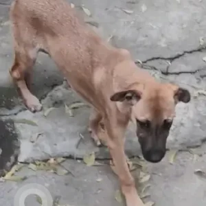A Black and Brown Indie Dog Found from Musharambhag