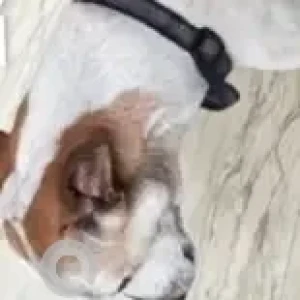 A White-Brown Mix Indie Dog Missing from Kilpauk, Chennai-2