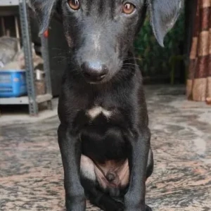 A Black Indie Dog Missing from Siddhatri Enclave, Gali no 3, Jain Road-2