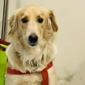 A Golden Golden Retriever Indie mix Dog Found from New Delhi