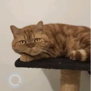 A Brown Persian Cat Missing from Villa 35, Amaranta 3