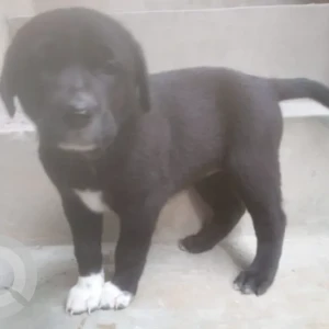 Female Mixed breed (Father is Labrador and Mother is Indie) Dog Adoption for Adoption in Ayyapanagar, K R Puram, Bengaluru-2