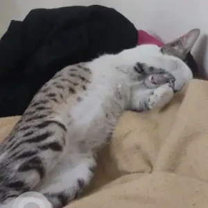 A Grey-White Mix Indie Cat Missing from Hinjewadi-2