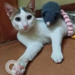 A Grey-White Mix Indie Cat Missing from Mangor-hill, Vasco-Da-Gama