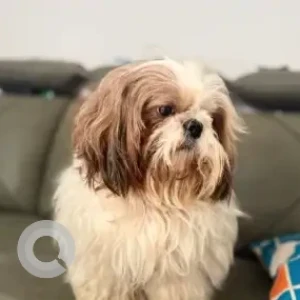 A White-Brown Mix Shih Tzu Dog Found from Hyderabad