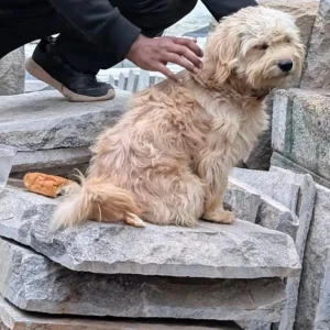 A Orange Maltipoo Dog Found from Udupi Garden, Amruthahalli