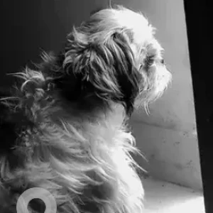 A White-Brown Mix Shih Tzu Dog Missing from Kothanur, Bengaluru-2