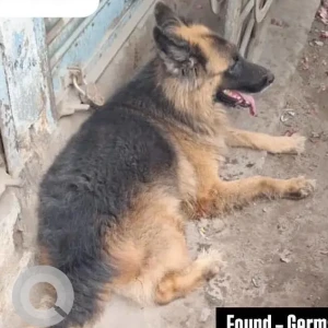 A Black and Brown German Shepherd Dog Found from Perambur