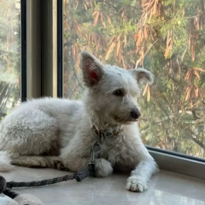 A White Terrier Dog Found from Road No 45, Jubilee hills